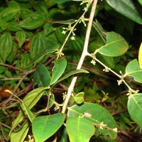 Glochidion nemorale Thwaites
